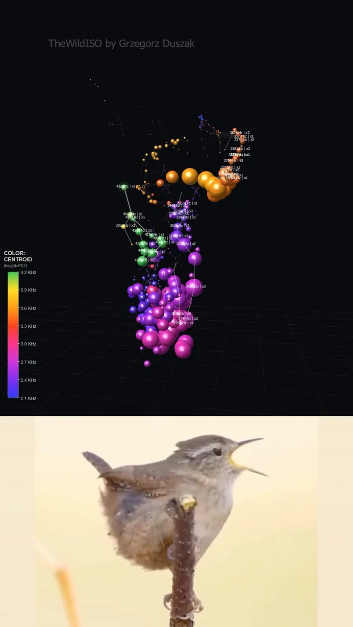 Birdsong 3D: the song of a wren as a cloud of coloured points above the singing bird.