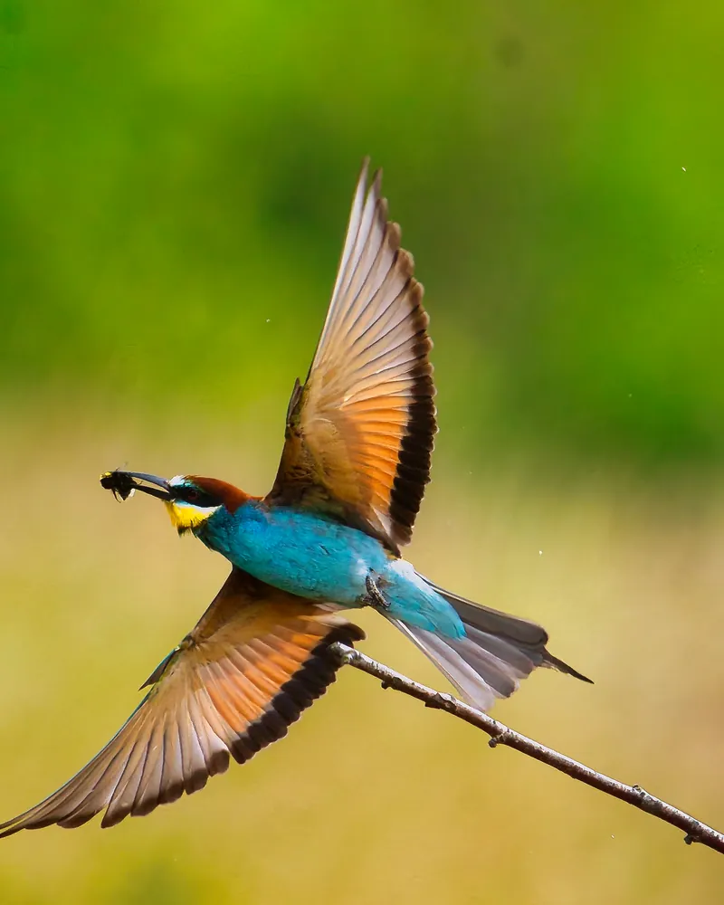A European bee-eater landing on a twig with a bee in its beak.