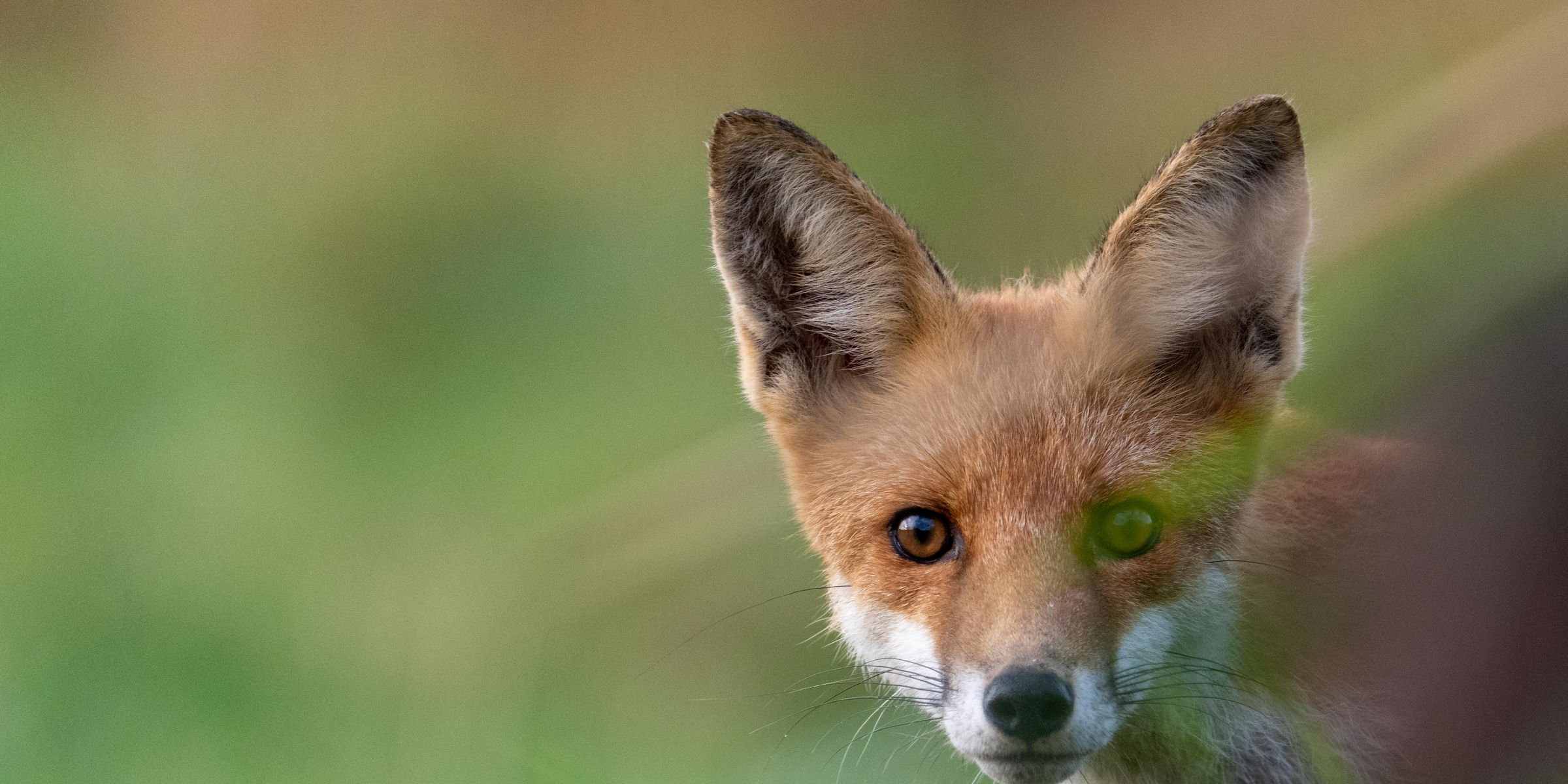 A red fox looking straight into the camera through tall grass.