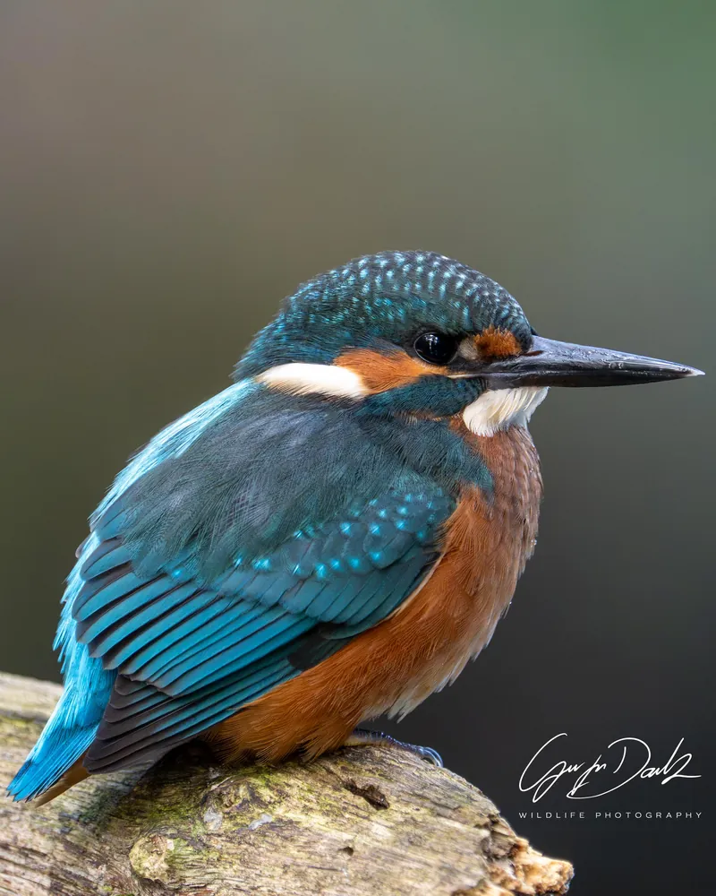 A common kingfisher perched on an old branch, close-up.