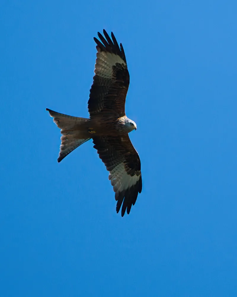 A red kite soaring in a clear blue sky.