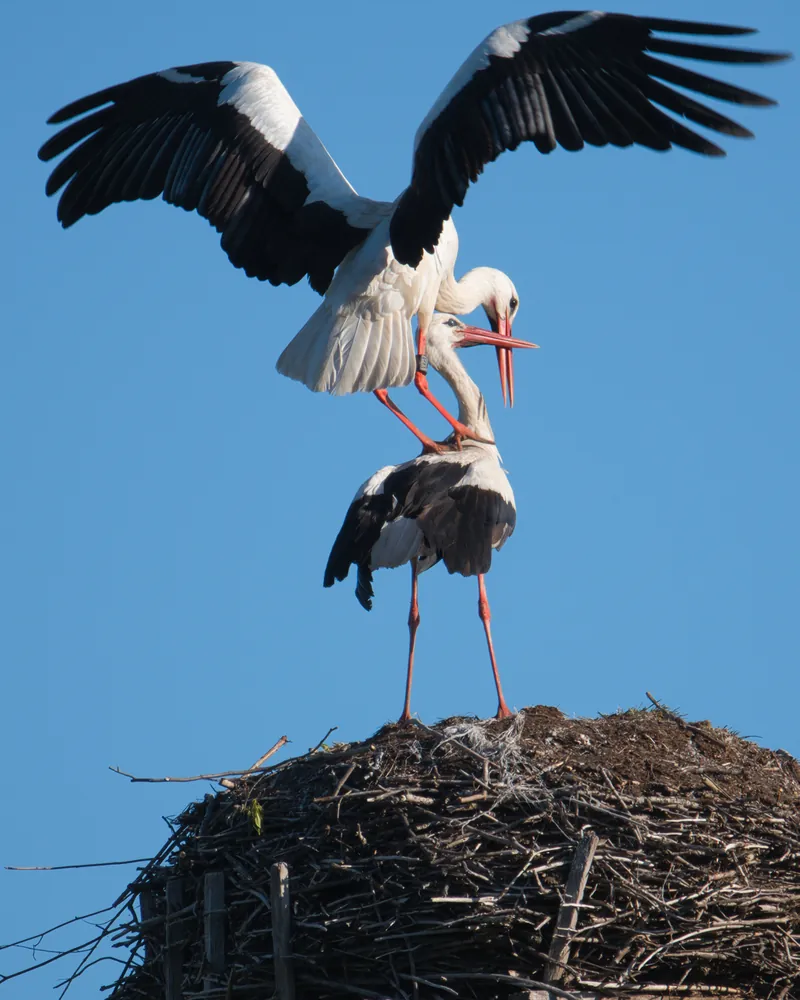 Two white storks on their nest against a blue sky.