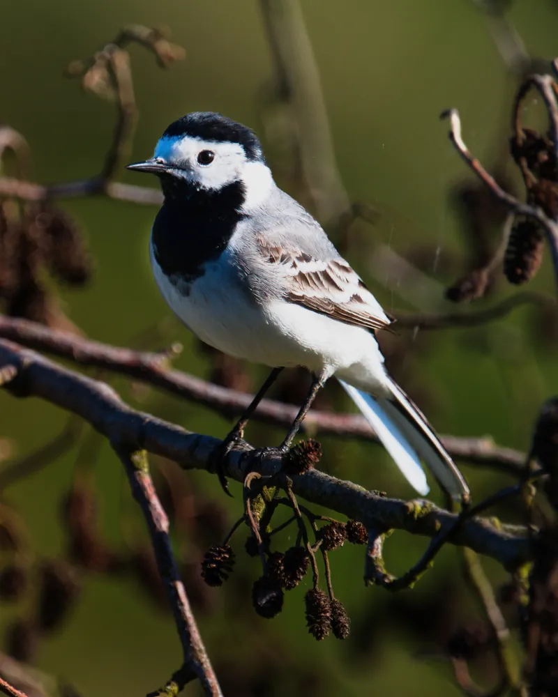 A white wagtail on an alder branch with cones.